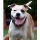 SCARLETA - Pflegestelle Burgenland bzw. Wien, Amerikanische Bulldoggen - Mix - Hündin