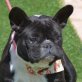 SCARLETT - Linares, Franz. Bulldogge, kastriert - Hündin