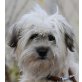 SCARLIE, Pflegestelle Oberösterreich, aktive, aufgeweckte Shi Tsu-Mix - Hündin