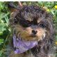 SCHATZI - kastriert, Yorkshireterrier-/Pudel-Mischling - Hündin