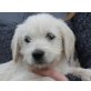 SCHERIE, Schnauzermischling, Pflegestelle Wien Welpen - Hündin