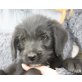SCHICKO, Schnauzermischling, Pflegestelle Nördl.Bgld Welpen - Rüde
