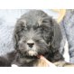 SCHIMMY, Schnauzermischling,Pflegestelle Nördl.Bgld Welpen - Rüde