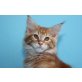 SCHMUSEKATER KINGSLEY, Maine Coon - Kater
