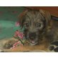 SCHNOFFL, Schnauzermischling,Pflegestelle Wien Welpen - Rüde