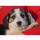 SCHNUFFL, Terriermischling,Pflegestelle Wien Welpen - Rüde