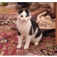 SCHNURRLI, Kitten - Kater