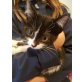 SCHNURRLI - , extremst kuschelbedürftig sucht ein Zuhause - Katze