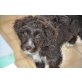 SCHOKO ein zauberhafter Wuschel, Lagotto Romagnolo Welpen - Rüde