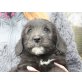 SCHORRY, Schnauzermischling,Pflegestelle Wien Welpen - Rüde