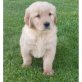 SCHÖNE GOLDENE RETRIEVER PUPS ist gerade mal , Golden Retriever - Rüde