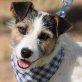 SCOOBY - Linares, Parson-Russell-Terrier - kastriert - Rüde