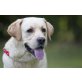 SCOOBY SUCHT SEIN ZUHAUSE , Labrador - Rüde
