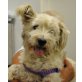 SCOTTI Cäsar, Pflegestelle Wien, West Highland White Terrier - Rüde