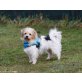 SCOTTY, Shih Tzu Mischlingsrüde - Rüde