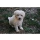 SCOTTY, herziger Komondor / Tibet Terrier Bub Welpen - Hündin