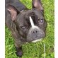 SEBASTIAN 2 'Basti', französische Bulldogge kastriert  - Rüde