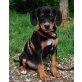 SEBASTIAN, herziger Pinscher-Mischlingsbub Welpen - Rüde