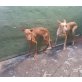 SEBASTIANO, Podenco Canario - Rüde