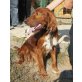 SEDRIK - Pflegestelle Österreich, Irish-Setter-Mischling - Rüde