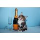 SEHR VERSPIELTE MAINE COON KATZE, Maine Coon - Katze