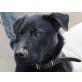 SEKI - SEHR JUNG UND AKTIV, Terrier Mischling - Rüde