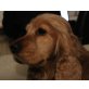 SELINA 4, Pflegestelle Wien, kleine, sanfte Amerikanische Spaniel - Hündin