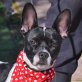 SELINA - Linares, Franz. Bulldogge Mix, kastriert - Hündin