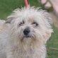 SELINA - Linares, Tibet-Terrier-Mischling, kastriert - Hündin