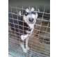 SELINA, Siberian Husky - Hündin