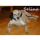 SELINA.. ist ein tolle Familienhündin!, English Setter - Hündin