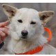SEMINA, Pflegestelle Wien, Spitz-Pinscher-Mix - Hündin