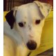 SEMINO - Pflegestelle Niederösterreich, kleiner, aufgeweckter Jack-Russel-Mix - Rüde