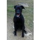 SENECA, Galgo-Mix - Rüde
