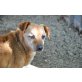 SENIOR hat keine Zukunft, Pinscher-Mix - Rüde