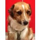 SENJO - Pflegestelle Wien, sanfter, liebenswürdiger Schnauzer-Mix - Rüde