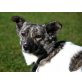 SENTA, Jack Russell Mischung - Hündin