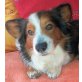 SEPPI 6, Pflegestelle Oberösterreich, kastrierter Corgi/Sheltiemix - Rüde