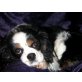 SERAFINA, Pflegestelle Tirol, Kuschel-Prinzessin! Cavalier King Charles - Hündin