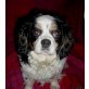SERAFINA, Pflegestelle Tirol, ruhige, anhängliche Cavalier King Charles - Hündin