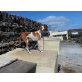 SERENA, Podenco Canario - Hündin