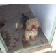 SERFINO, Yorkshire Terrier - Rüde