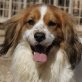 SERGIO, Cavalier King Spanielmix, 1,5Jahre - Rüde