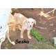 SESKA, SESKA- 5 monatige Mischlingshündin Welpen - Hündin