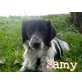 SETTERPRINZ SAMY (M) ...SUCHT ZUHAUSE! - Rüde