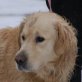 SEVERIN Kai, Pflegestelle Wien, prachtvoller, freundlicher Retriever - Rüde