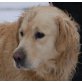 SEVERIN, Pflegestelle Wien, anhänglicher, menschenbezogener Retriever - Rüde