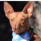 SEYMOUR - Ubeda, Podenco - kastriert - Rüde