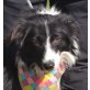SHADOW - Linares, Border Collie - unkastriert Welpen - Rüde