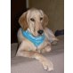 SHAKESPEARE, Labrador Mix - Rüde